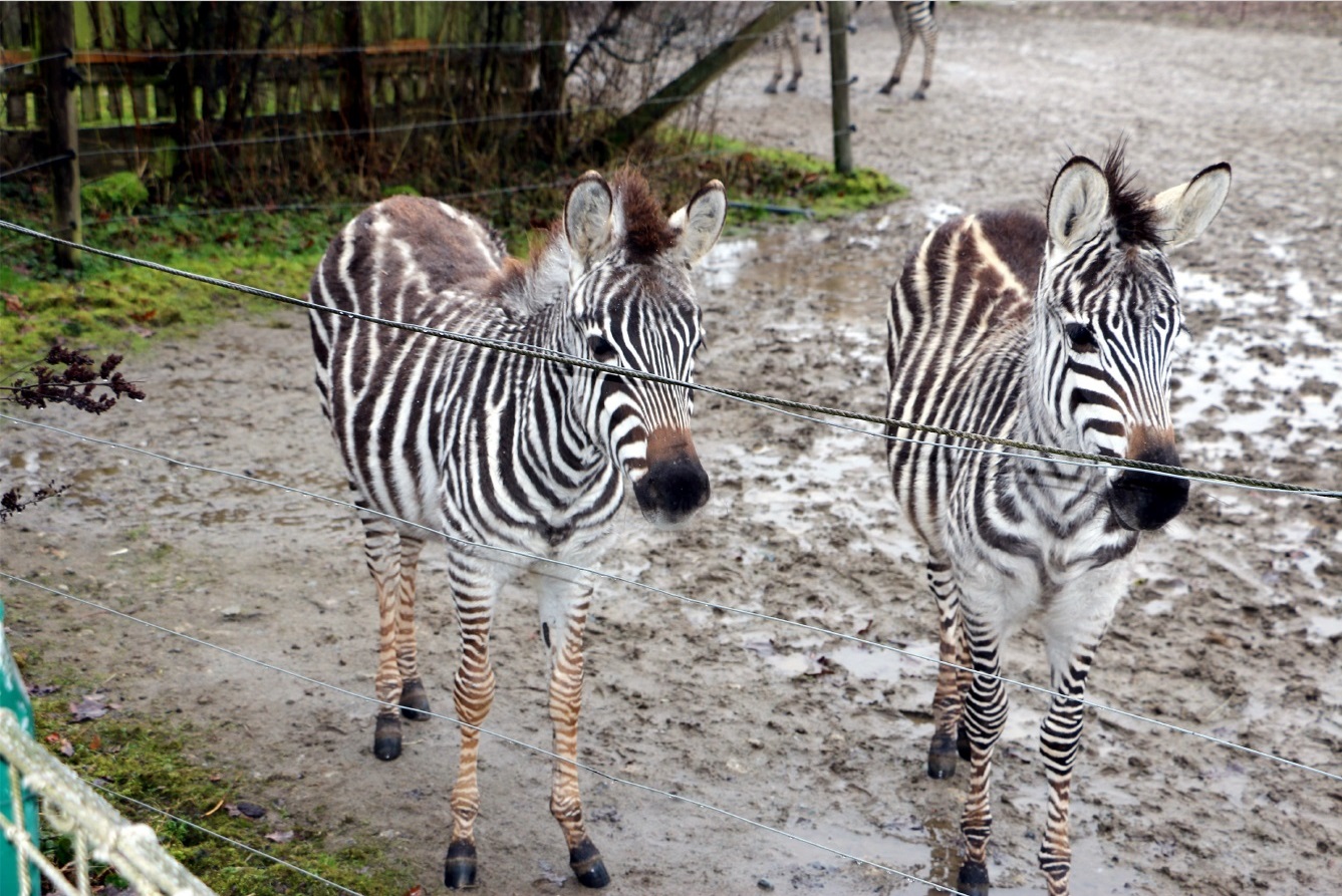 og zebras