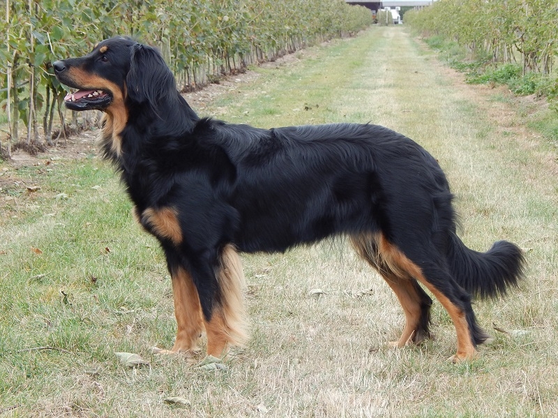 Havaneser Welpen Im Tiermarkt Von Deinetierwelt